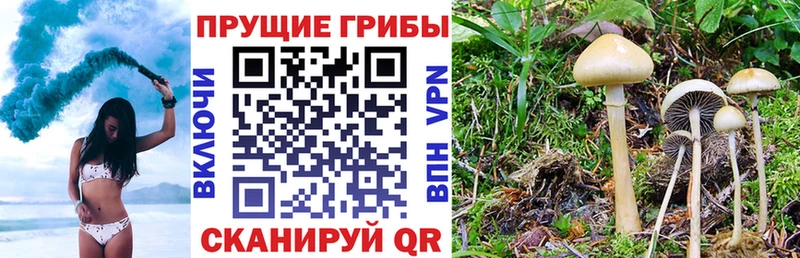 купить   Суздаль  Псилоцибиновые грибы Psilocybine cubensis 